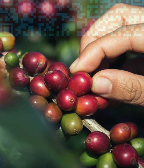 Yaracuy: desde el eje cafetalero hasta el Parque Flora Exótica